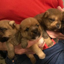 Norwich Terrier Puppies from Janora