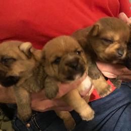 Norwich Terrier Puppies from Janora