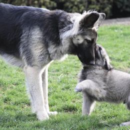 Shiloh Shepherd Puppies from NewMoon Shiloh Shepherds