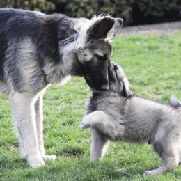 Shiloh Shepherd Puppies from NewMoon Shiloh Shepherds
