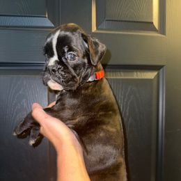 Red female - Brindle female Boxer puppy in Mooresboro, North Carolina from Echo Hollow Boxers