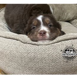 Australian Shepherd and Miniature Australian Shepherd Puppies from Integrity Aussies Tx