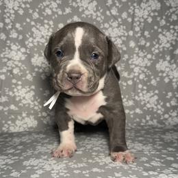 American Bully Puppies from M&M XL Bully Kennel