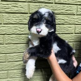Ruby - Tri-color female Bernedoodle puppy in Carmichaels, Pennsylvania from JensenBelle Doodles