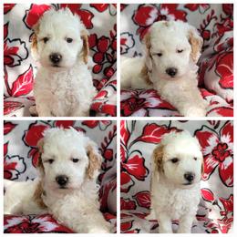 Girl 1 - Parti female Goldendoodle puppy in Plymouth, Utah from Country Sunshine