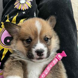 Wren The Walrus- Pink Collar - Red female Pembroke Welsh Corgi puppy in Olathe, Colorado from Rocking LJ Breeding