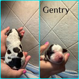 Gentry - Liver white and tan male English Springer Spaniel puppy in Williston, Florida from Parks Paradise Springers