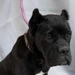 Stella - Black female Cane Corso puppy in Cameron, Missouri from Exotic Yorkie Imports & Cessna Cane Corso