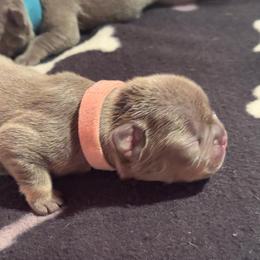 Light Pink Female - Black and tan female French Bulldog puppy in Republic, Missouri from Ritchie’s Frenchies