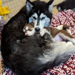 Siberian Husky Puppies from Wyant Farms