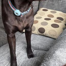 Labrador Retriever All Grown Up from Redfearn Retrievers