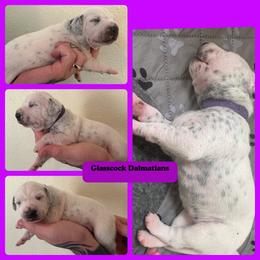 Dalmatian Puppies from Glasscock Dalmatians