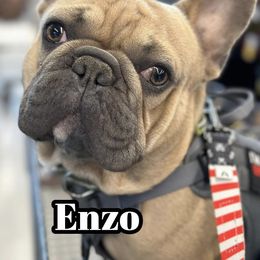 Enzo - French Bulldog