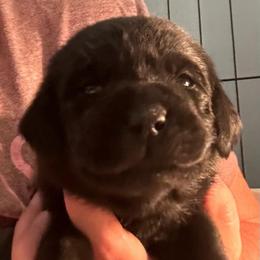 Ruby - Black female Labrador Retriever puppy in Rock Hill, South Carolina from North Star Retrievers