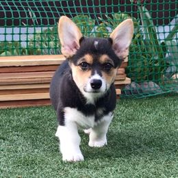 Pembroke Welsh Corgi Puppies from Off Road Ranch Corgis