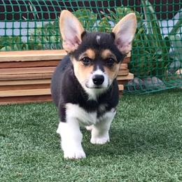 Pembroke Welsh Corgi Puppies from Off Road Ranch Corgis
