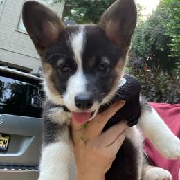 River - Black and tan female Pembroke Welsh Corgi puppy in Birmingham, Alabama from Dalton Family Corgis