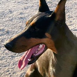 Tinker - Doberman Pinscher