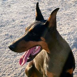 Tinker - Doberman Pinscher