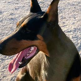 Tinker - Doberman Pinscher