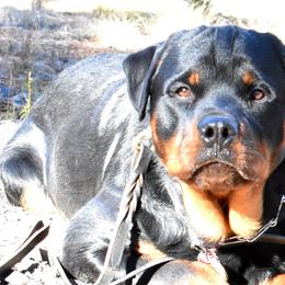Rottweiler Puppies from Sky Valley Rottweilers