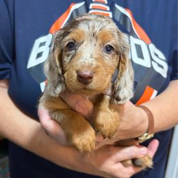 Joey - Dapple male Dachshund puppy in Sterling, Colorado from Country Chics Doxies