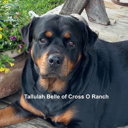 Remi - Rottweiler