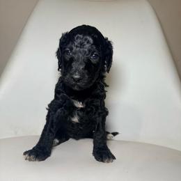Sarabi - Green Band Girl - Black female Poodle puppy in Plainfield, New Jersey from Caris Paws Poodles and Labradoodles
