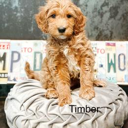 Timber - Apricot male Goldendoodle puppy in Pasco, Washington from Camp Doodle Woods
