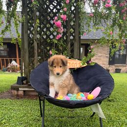Jack - Sable and white Collie puppy in Carencro, Louisiana from Cajun Bayou's Collies