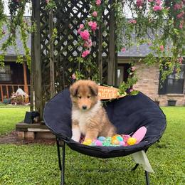 Jack - Sable and white Collie puppy in Carencro, Louisiana from Cajun Bayou's Collies