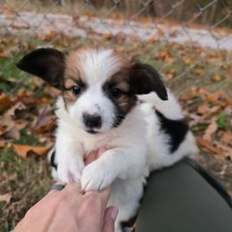 Harken - Red white and sable male Papillon puppy in Hollister, Missouri from Swan Creek Kennel