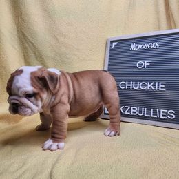 Chuckie - Fawn and white male Bulldog puppy in Hillsdale County, Michigan from KZ Bullies LLC