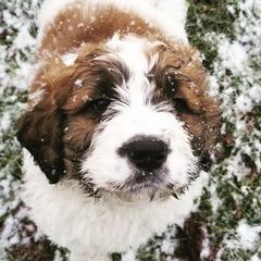 Saint Berdoodles from Luthman Farms