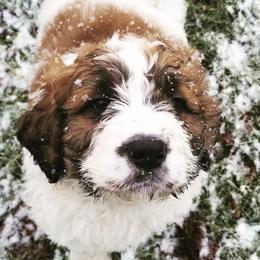 Saint Berdoodles from Luthman Farms