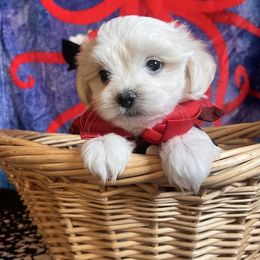 Orion - White and lemon male Maltese puppy in Hesperia, California from House of Poodles