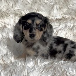 Starla's Black and Cream Dapple - Dapple female Dachshund puppy in Kalama, Washington from Dazzling Doxies