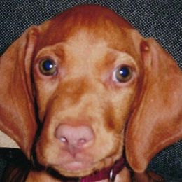 Vizslas from Sierra Vizslas
