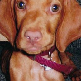 Vizslas from Sierra Vizslas