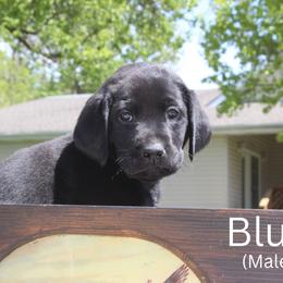 Blue Collar - Black male Labrador Retriever puppy in Herington, Kansas from FowlMasters Outfitters & Kennels