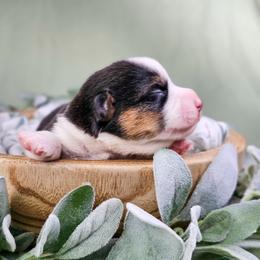 Poppy - Black and tan female American Corgi puppy in Taylorsville, North Carolina from America's Red White and Bluie Corgis