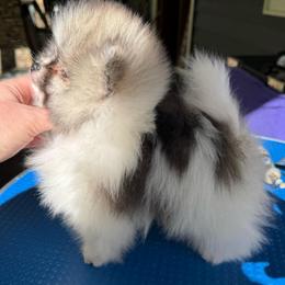 Dexter - Cream sable parti male Pomeranian puppy in Zionville, North Carolina from Shaner Poms