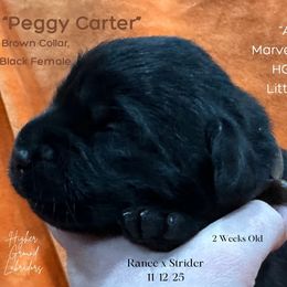 Agent Peggy Carter - Brown Collar, Black Female - 3,500 - Black female Labrador Retriever puppy in Eaton Rapids, Michigan from Higher Ground Labradors