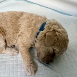 Bernedoodle, Bernese Mountain Dog, Cavalier King Charles Spaniel, Cavapoo, and Poodle Puppies from Ellas.Pups (Bernedoodles & Cavapoos)