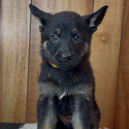 Kove - Black and tan female German Shepherd puppy in Beech Grove, Arkansas from Ze Zadnich lesu