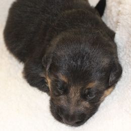 Girl 1 - female German Shepherd puppy in Claysville, Pennsylvania from Von Kunstlerisch