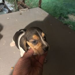 Puppy 3 - White black and tan male Beagle puppy in Martinton, Illinois from Iroquois River Beagles