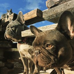 French Bulldogs from Great Northern French Bulldogs