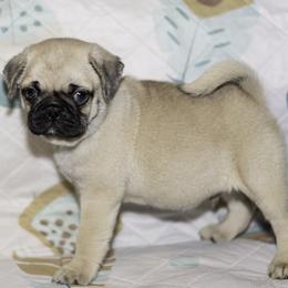 Miles (blue) - Fawn male Pug puppy in Hereford, Arizona from Broken Road Ranch Pugs