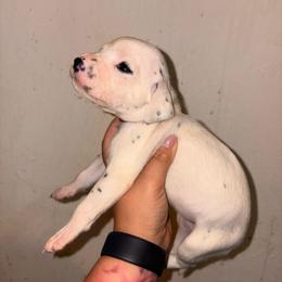 Desire - White and black female Dalmatian puppy in Toledo, Ohio from Exquisite Dalmatians & Standard Poodles